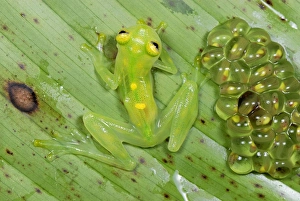 Fleischmanns Glass Frog - female with her fully developed eggs of tadpoles Fleischmanns Glass Frog - female with her fully developed eggs of tadpoles