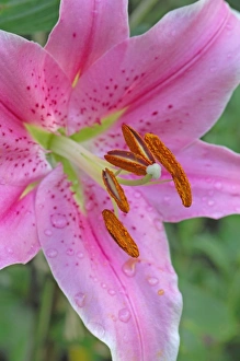 Flower head of Lilium Sorbonne - An interesting cultivar of the bulbous perennial Flower head of Lilium Sorbonne - An interesting cultivar of the bulbous perennial