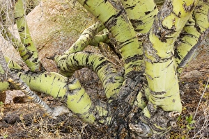 Foothills or Yellow Palo Verde Foothills or Yellow Palo Verde