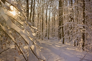 Frosty Winter Scene - winter landscape with the sun shining through the thick snow Frosty Winter Scene - winter landscape with the sun shining through the thick snow