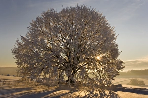 Frosty winter scenery - snow-covered landscape with the sun shining through the branches Frosty winter scenery - snow-covered landscape with the sun shining through the branches