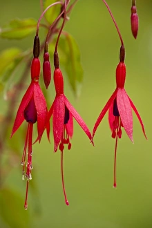 Fuchsia - widely naturalised in western Britain, from Chile/Argentina Fuchsia - widely naturalised in western Britain, from Chile/Argentina