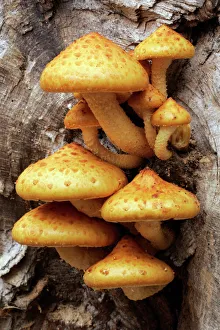 Fungus Shaggy PHOLIOTA - fruiting bodies growing on beech tree stem in autumn Fungus Shaggy PHOLIOTA - fruiting bodies growing on beech tree stem in autumn