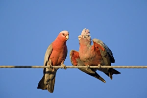 Galah - male Galah just fed its female during courting season. The female is still in the receiving position and a little bit of food is still connecting them Galah - male Galah just fed its female during courting season. The female is still in the receiving position and a little bit of food is still connecting them