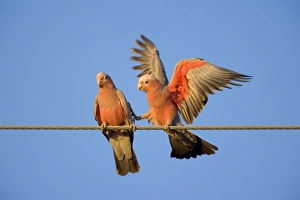 Galah - a pair of Galahs during courting season. The male makes funny gestures Galah - a pair of Galahs during courting season. The male makes funny gestures