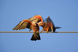 Galah - a pair of Galahs in intimate love talk during courting season Galah - a pair of Galahs in intimate love talk during courting season