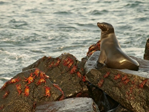 Galapagos Sea Lion - on rock with Lighfoot Crabs Galapagos Sea Lion - on rock with Lighfoot Crabs