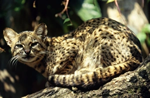 Geoffroy's Cat / Ocelot - salinarum subspecies Geoffroy's Cat / Ocelot - salinarum subspecies