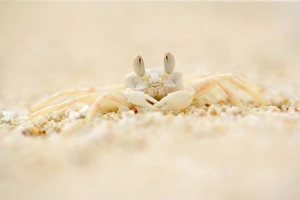 Ghost Crab - perfect mimickry of a white ghost crab on white sandy beach Ghost Crab - perfect mimickry of a white ghost crab on white sandy beach