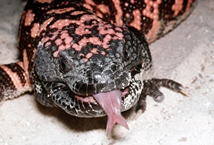 Gila Monster CLA 329 Heloderma suspectum - South-Western USA AA© Mary Clay Gila Monster CLA 329 Heloderma suspectum - South-Western USA AA© Mary Clay