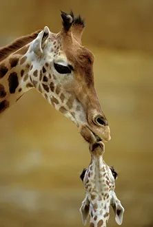 GIRAFFE - Kissing young Giraffe GIRAFFE - Kissing young Giraffe