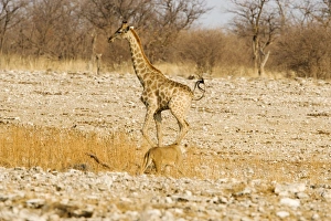 Giraffe - moving away from an approaching lioness Giraffe - moving away from an approaching lioness