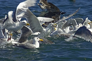 Glaucous Winged Gull & Heermann's Gull (Larus heermannii) - feeding on bait ball near surface Glaucous Winged Gull & Heermann's Gull (Larus heermannii) - feeding on bait ball near surface