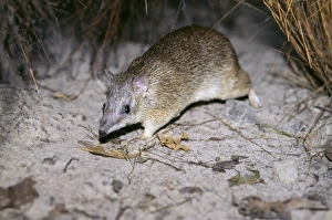 Golden bandicoot (Isoodon auratus) endangered, IUCN red list: vulnerable Golden bandicoot (Isoodon auratus) endangered, IUCN red list: vulnerable