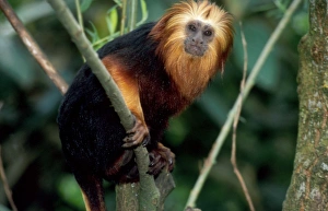 Golden-headed lion TAMARIN / Gold and Black Lion Tamarin / Golden-headed Tamarin / Golden-headed lion TAMARIN / Gold and Black Lion Tamarin / Golden-headed Tamarin /