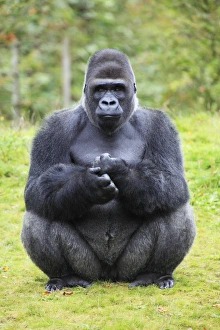 Gorilla - male sitting on haunches Gorilla - male sitting on haunches