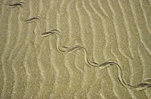 Grass Snake - tracks in sand dunes - desert Grass Snake - tracks in sand dunes - desert