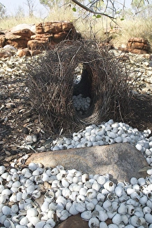 Great Bowerbird's bower - This bower was placed under the spreading branches of a Great Bowerbird's bower - This bower was placed under the spreading branches of a