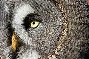 Great grey owl - Close-up of face. Adult Great grey owl - Close-up of face. Adult