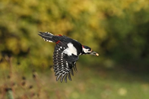 Great Spotted Woodpecker - in flight with peanut in beak Great Spotted Woodpecker - in flight with peanut in beak