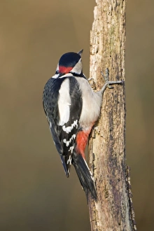 Great Spotted Woodpecker - Showing red nape patch of adult male woodpecker Great Spotted Woodpecker - Showing red nape patch of adult male woodpecker