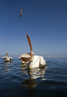 Great White Pelican - catching a fish thrown out for the tourist trade Great White Pelican - catching a fish thrown out for the tourist trade