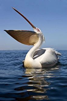 Great White Pelican - Wide angle portrait taken from just above the water level Great White Pelican - Wide angle portrait taken from just above the water level