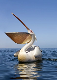 Great White Pelican - with bill wide open - wide angle portrait taken from just above the Great White Pelican - with bill wide open - wide angle portrait taken from just above the