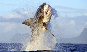Great White Shark - Breaching Great White Shark - Breaching