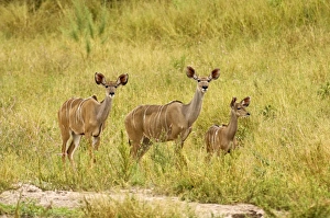 Greater Kudu - Two females with one young approaching water hole Greater Kudu - Two females with one young approaching water hole