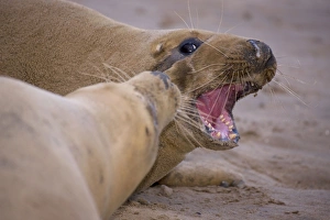 Grey Seal - male and female interacting on beach during mating season Grey Seal - male and female interacting on beach during mating season