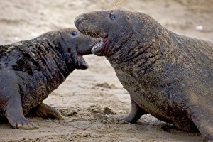 Grey Seal - two males engaged in territorial fight during mating season Grey Seal - two males engaged in territorial fight during mating season