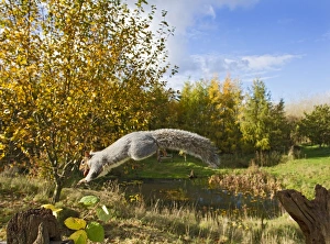 Grey Squirrel - in mid-air jumping to gate post - with nut in mouth - wide angle Grey Squirrel - in mid-air jumping to gate post - with nut in mouth - wide angle