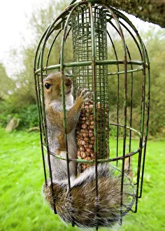 Grey Squirrel trapped inside a squirrel proof bird feeder Grey Squirrel trapped inside a squirrel proof bird feeder