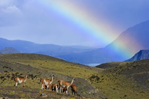 Guanaco - herd grazing on grassy slopes under a rainbow in front of Cuernos del Paine Guanaco - herd grazing on grassy slopes under a rainbow in front of Cuernos del Paine
