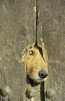 Guard dog - Spain - A hole in a wooden door of a farmhouse in the Alpujarras region is Guard dog - Spain - A hole in a wooden door of a farmhouse in the Alpujarras region is