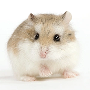 Hamster Roborovski Hamster Roborovski