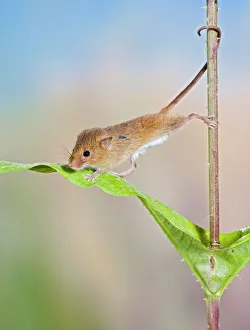 Harvest mice - on teasel using tail to cimb Harvest mice - on teasel using tail to cimb