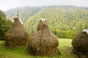 Hay stooks - with autumnal beechwoods beyond, in the Piatra Craiulu mountains Hay stooks - with autumnal beechwoods beyond, in the Piatra Craiulu mountains