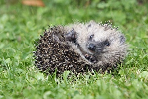 Hedgehog - young animal uncurling on garden lawn Hedgehog - young animal uncurling on garden lawn