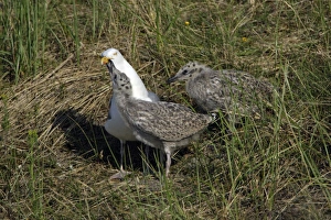 Herring Gull - chick begging to parent bird to be fed. Note pecking red 'blood' Herring Gull - chick begging to parent bird to be fed. Note pecking red 'blood'