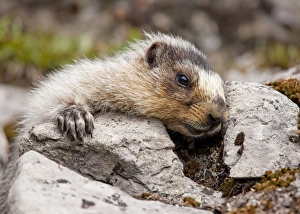 Hoary Marmot - above Chester Lake - Peter Lougheed Provincial Park near Kananaskis Hoary Marmot - above Chester Lake - Peter Lougheed Provincial Park near Kananaskis
