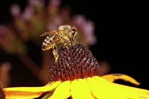 Honey Bee - feeding on Rudbekia flower in garden Honey Bee - feeding on Rudbekia flower in garden