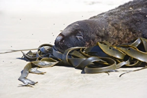 Hookers Sea Lion - portrait of male adult at beach resting its head on kelp washed ashore Hookers Sea Lion - portrait of male adult at beach resting its head on kelp washed ashore