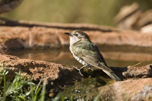 Horsfields Bronze-Cuckoo - coming to drink at a garden pool in Finke Horsfields Bronze-Cuckoo - coming to drink at a garden pool in Finke