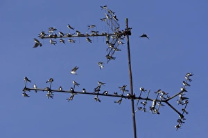 House Martin - Young birds gathering on TV aerial in autumn prior to migration House Martin - Young birds gathering on TV aerial in autumn prior to migration