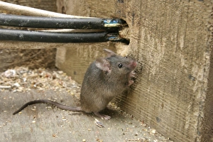 House Mouse - By chewed electrical cables House Mouse - By chewed electrical cables