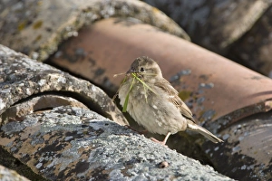 House Sparrow - Female taking grass as nest material to its rooftop nest House Sparrow - Female taking grass as nest material to its rooftop nest