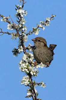 House Sparrow - juvenile on blossoming blackthorn branch House Sparrow - juvenile on blossoming blackthorn branch