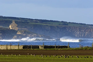 Howick Scar - view of scar from Boulmer, in foreground flock of resting curlew, autumn Howick Scar - view of scar from Boulmer, in foreground flock of resting curlew, autumn